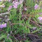 Calluna vulgaris Frunză