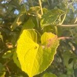 Mikania cordifolia Leaf