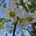 Eucharis × grandiflora