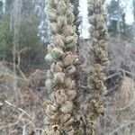 Verbascum thapsusBlodyn