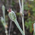 Silene coronaria Fruit