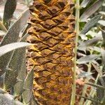 Encephalartos horridus Flor