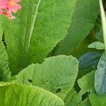 Primula bulleyana Bark