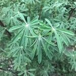 Lupinus arboreus Feuille