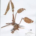 Ischnosiphon puberulus Hoja