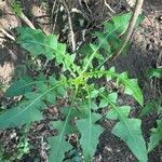 Sonchus congestus Blatt