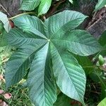 Cecropia peltata Feuille