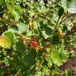 Ribes cereum Fuelha