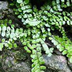 Asplenium trichomanesList