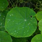 Tropaeolum majus Liść