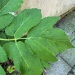 Aegopodium podagraria Leaf