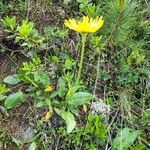 Doronicum clusii Habit