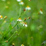 Bidens alba Flower