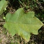 Solanum robustum Lapas