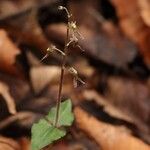 Neottia japonica Flower