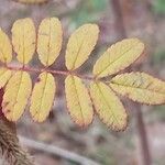 Rosa sericea Blad