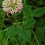 Trifolium hybridum ফুল