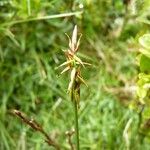 Carex macrostylos Frutto