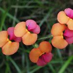 Kennedia coccinea फूल
