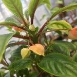 Impatiens auricoma Blomst