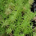 Sedum rupestre Foglia