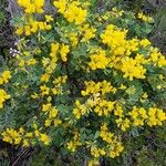 Coronilla valentina Хабит