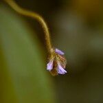 Calopogonium mucunoides Blomma