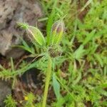 Monsonia longipes Fruit