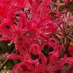 Nerine sarniensis Çiçek