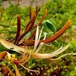 Bauhinia ungulata Flower