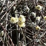 Salix atrocinerea Flower