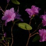 Rhododendron mucronulatum ফুল