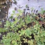 Marsilea quadrifolia Likasa