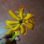 Gardenia carinata Flor