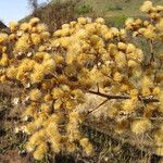 Vernonanthura ferruginea Flower