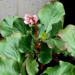 Bergenia crassifolia عادت