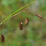 Carex magellanica Ffrwyth