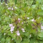 Stachys arvensis Blüte