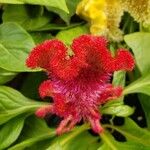 Celosia argenteaFiore