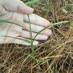 Setaria sphacelata List