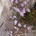 Limonium bellidifolium Flor