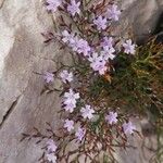 Limonium bellidifolium 花