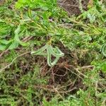 Acacia paradoxa Fruit