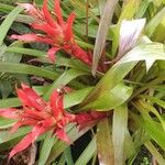 Guzmania lingulata Fleur