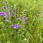 Scutellaria integrifolia 花