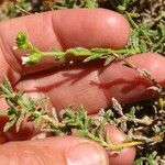 Linaria arenaria Blad