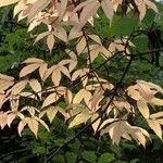 Acer mandshuricum Blatt