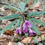 Cardamine glanduligera Flors