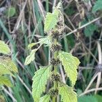 Lycopus europaeus Leaf