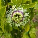 Passiflora edulis Цвят